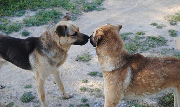 Cães nervosos a cheirar o focinho um do outro