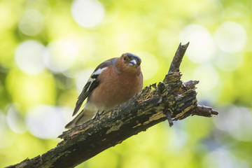 Closeup of a male chaffinch, Fringilla coelebs, singing on a tree in a green forest.