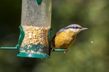 Eurasian or wood nuthatch bird (Sitta europaea) perched on a branch, foraging in a forest