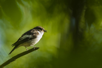 Closeup of a European pied flycatcher bird (Ficedula hypoleuca) perching on a branch, singing.