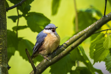 Obraz na płótnie Canvas Eurasian or wood nuthatch bird (Sitta europaea) perched on a branch, foraging in a forest