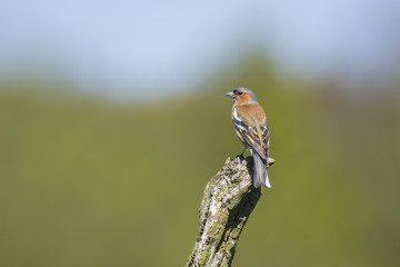Closeup of a male chaffinch bird, Fringilla coelebs, perched