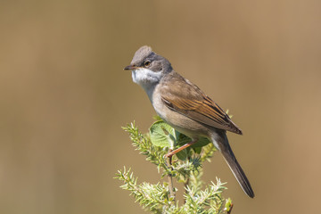 Whitethroat bird, Sylvia communis, singing
