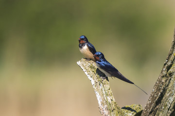 Barn Swallow bird (Hirundo rustica) perched on a wooden log during Springtime.