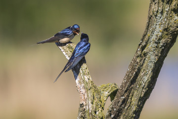 Barn Swallow bird (Hirundo rustica) perched on a wooden log during Springtime.