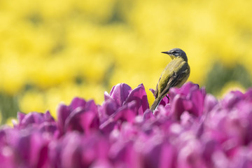 Closeup of a male western yellow wagtail bird (Motacilla flava) singing