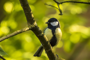 Parus major Great tit bird closeup