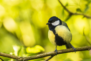 Parus major Great tit bird closeup