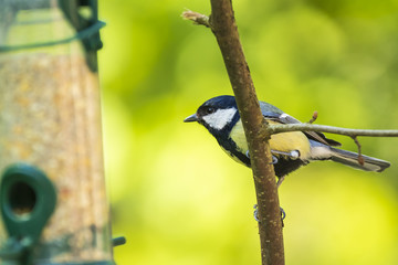 Parus major Great tit bird closeup
