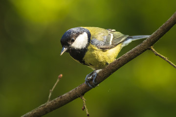 Parus major Great tit bird closeup