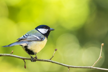 Parus major Great tit bird closeup