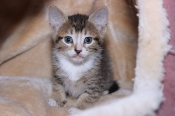 Fototapeta premium BROWN AND WHITE TABBY KITTEN