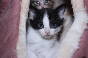 BLACK AND WHITE KITTEN