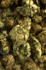 Weed in close up on a white background