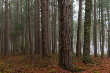 Pine Forest in the Fog
