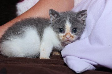 CUTE GRAY AND WHITE KITTEN