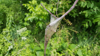 cocoon 
