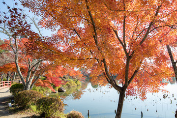 京都　大覚寺 大沢池の紅葉