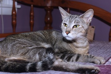 BEAUTIFUL BROWN TABBY CAT