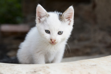 Cute white kitty sitting outdoors and curiously looking forward