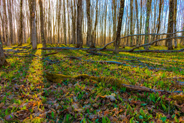Long Shadows in the Trees