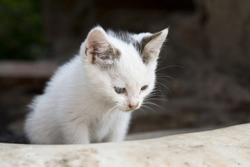 Naklejka na ściany i meble Cute white kitty sitting outdoor and curiously looking at something