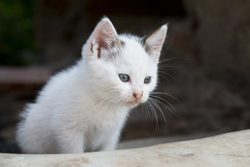Cute white kitty sitting outdoor and curiously looking at something