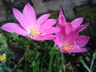 Pink Flower