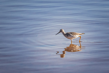 Greater Yellowlegs (Tringa melanoleuca) on a snowy lake shore
