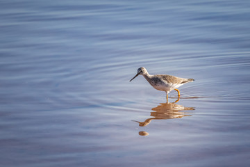 Greater Yellowlegs (Tringa melanoleuca) on a snowy lake shore