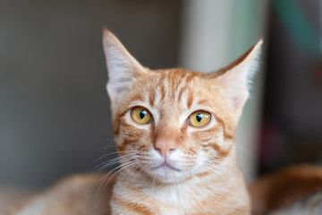 Portrait of ginger cat looking at camera