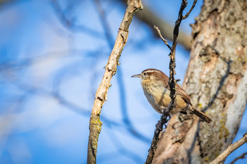 A Carolina Wren (Thryothorus ludovicianus) perched in a winter tree.