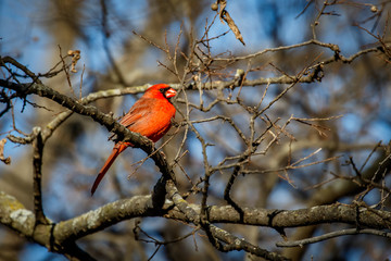 Male Cardinal (Cardinalis cardinalis) sitting in a winter tree