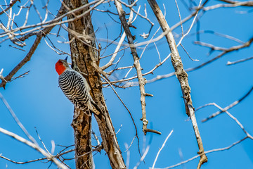 Red Bellied Woodpecker (Melanerpes carolinus) perched in a winter tree