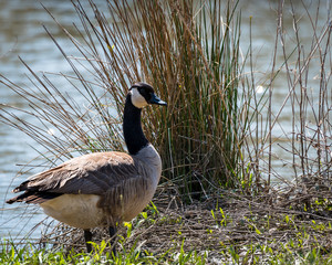 Canadian goose