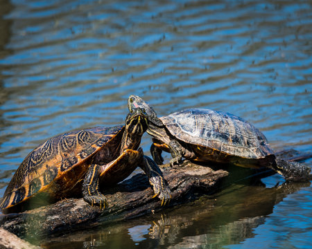 Pair of turtles
