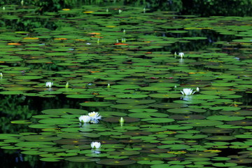 初夏のヒツジグサ