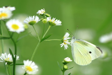 モンシロチョウ