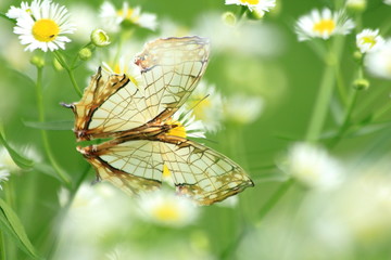 イシガケチョウ