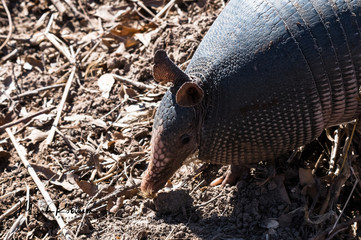 Armadillo