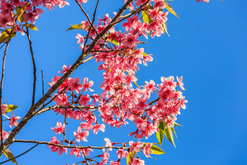 Wild Himalayan cherry (Prunus cerasoides) blossom