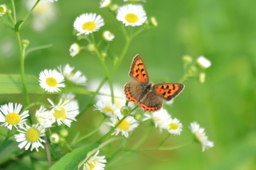 野草とベニシジミチョウ