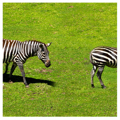 Fototapeta na wymiar two zebra eating grass near a dead tree