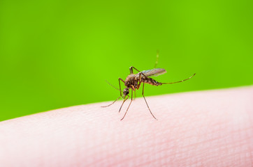 Yellow Fever, Malaria or Zika Virus Infected Mosquito Insect Macro on Green Background