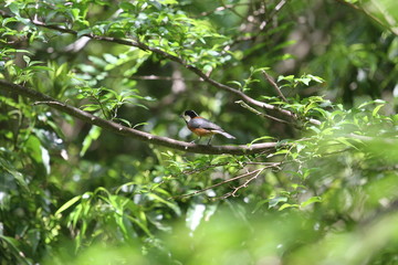 Varied tit in japan