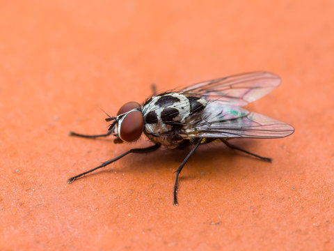 Diptera Meat Fly Insect On Red Background