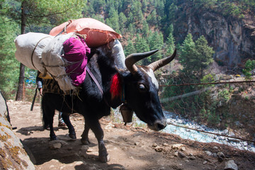 yak and buffalo carry baggage and appliances on the mountain © Sunanta