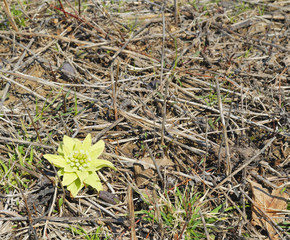 ふきのとう　春　素材