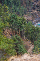 donkeys caary baggage and appliances on the mountain