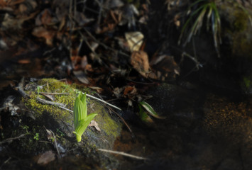 春　水辺　葉　素材